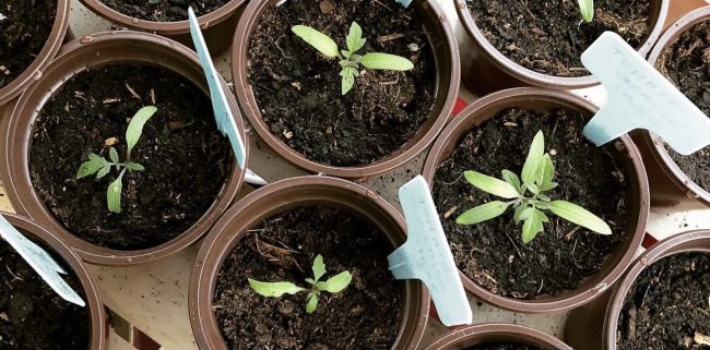 Plants-tomates-Julie