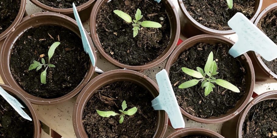 Plants-tomates-Julie