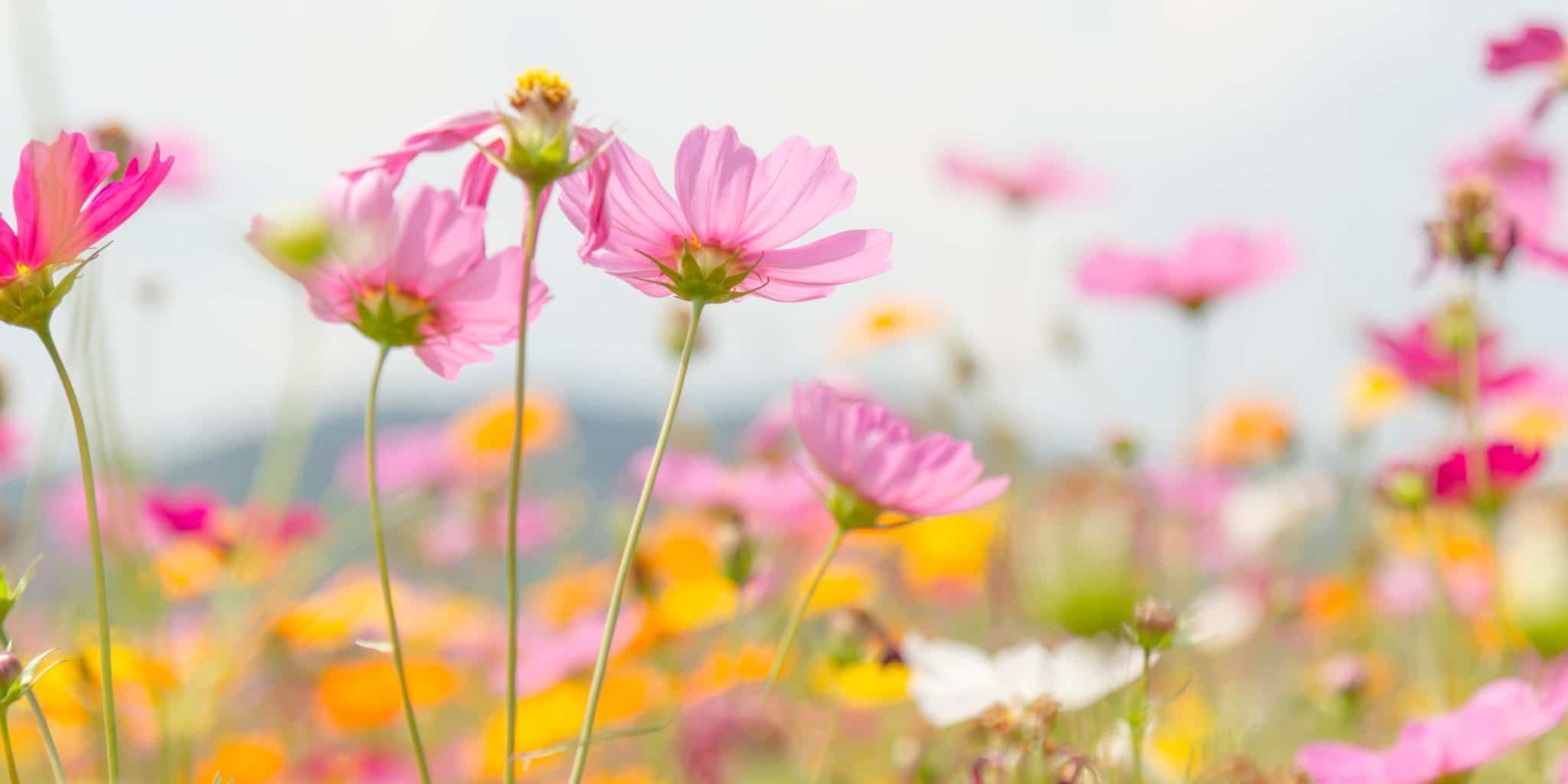 Cosmos beauty flowers