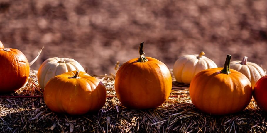 pumkin-ge89d8bec2_1920