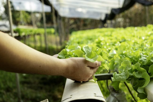 vecteezy_young-farmer-is-holding-vegetable-green-oak_2899153