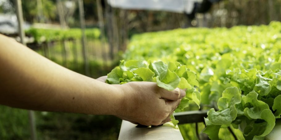 vecteezy_young-farmer-is-holding-vegetable-green-oak_2899153