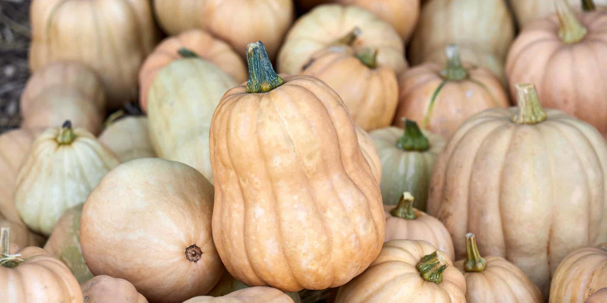 pile-pumpkins-top-view-2