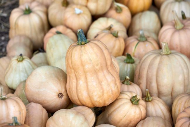 pile-pumpkins-top-view-2